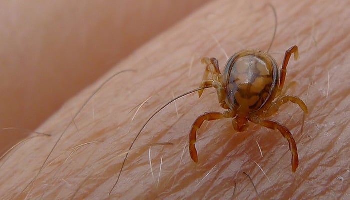 Sindh records first Congo fever case of year