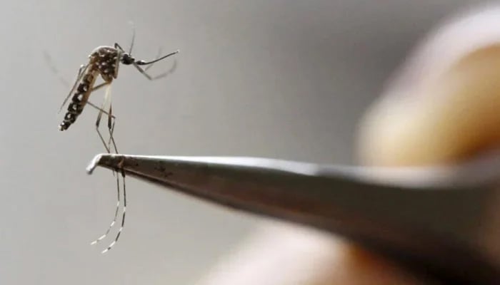 Sindh reports first dengue fatality of the year
