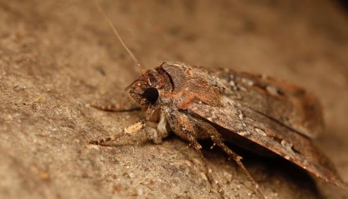 Moths use celestial navigation for epic journeys, scientists discover