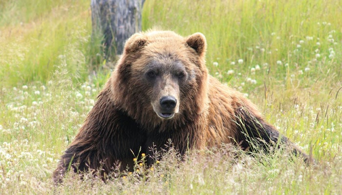 Bear roaming on runway halts flights at Japanese airport