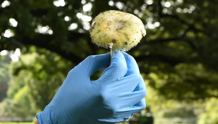 Sweet-smelling fungi at centre of Australian triple-murder trial