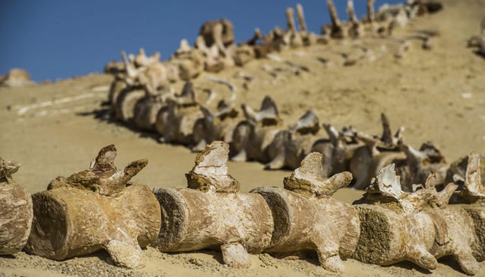 Fossils in Sahara Desert reveal whales once had feet and toes