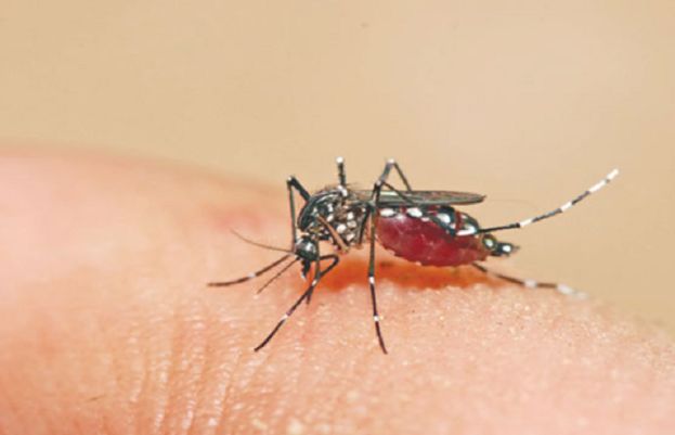 Dengue fever claims life of young man in Karachi; 260 cases reported