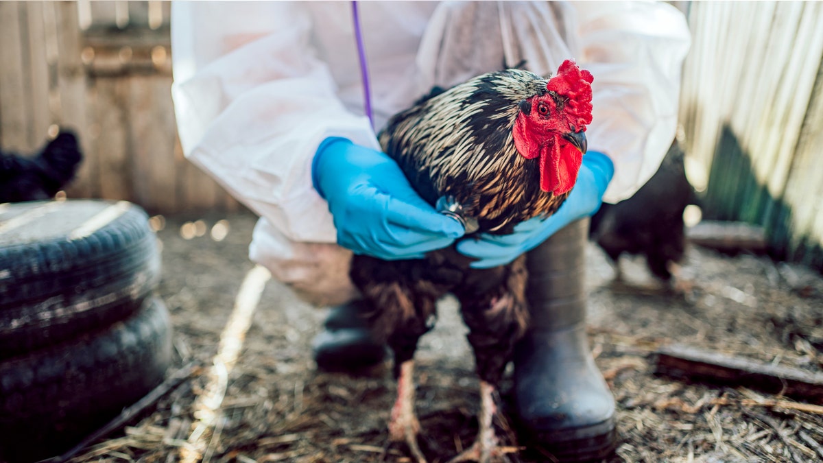 handling-chicken-bird-flu.jpg
