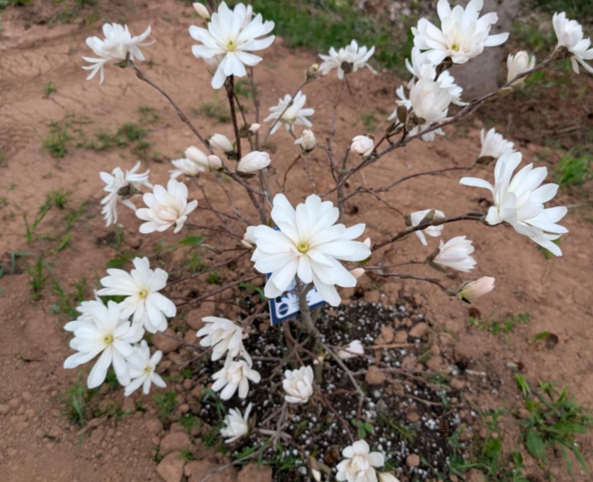 A small tree with white flowers.